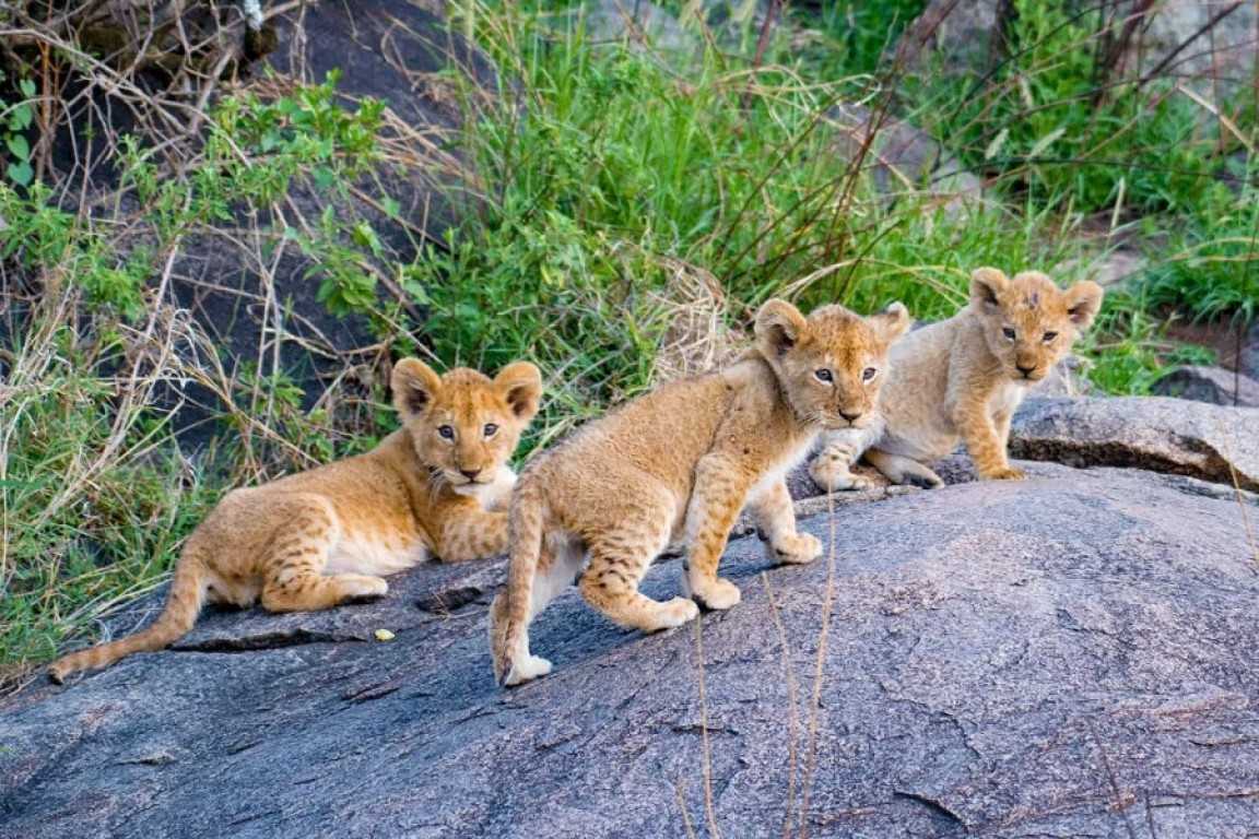 載入影片：&lt;p&gt;追蹤動物 BB 的腳步 草原 Safari 幼獸季限定&lt;/p&gt;